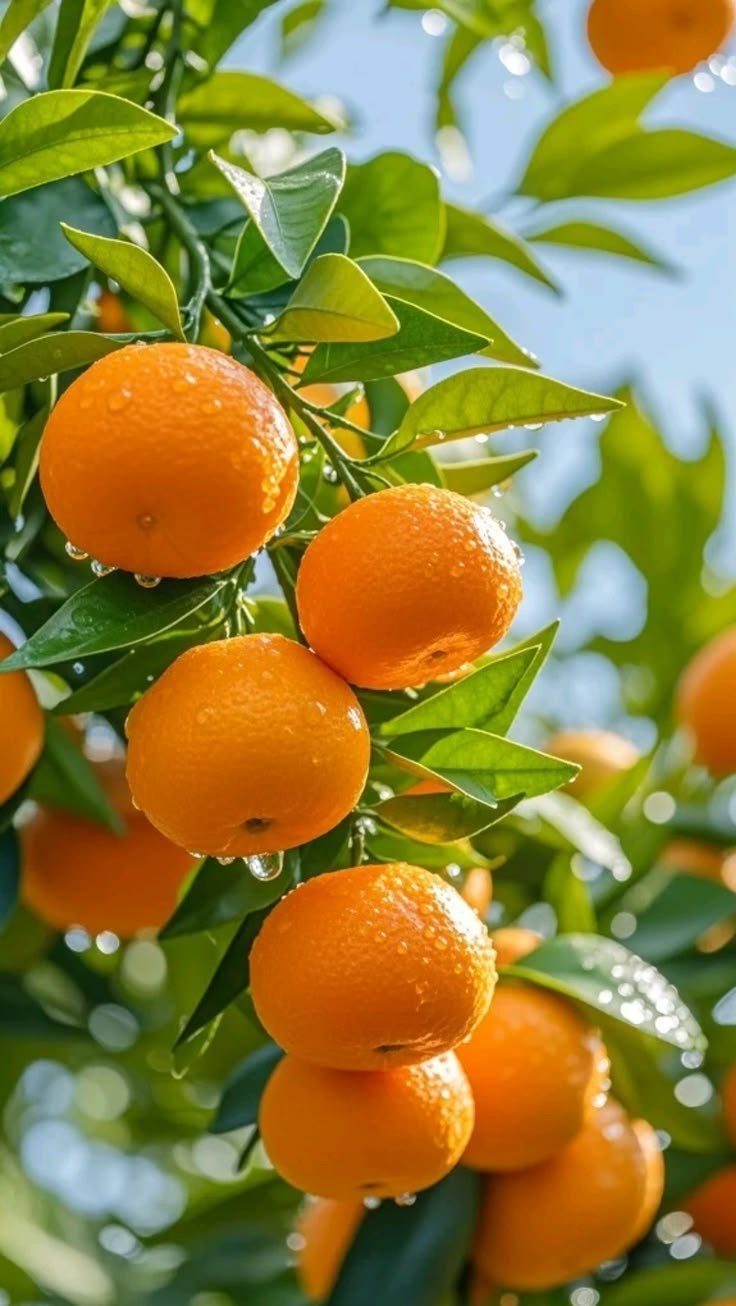 Oranges amères couvertes de rosée sur la branche